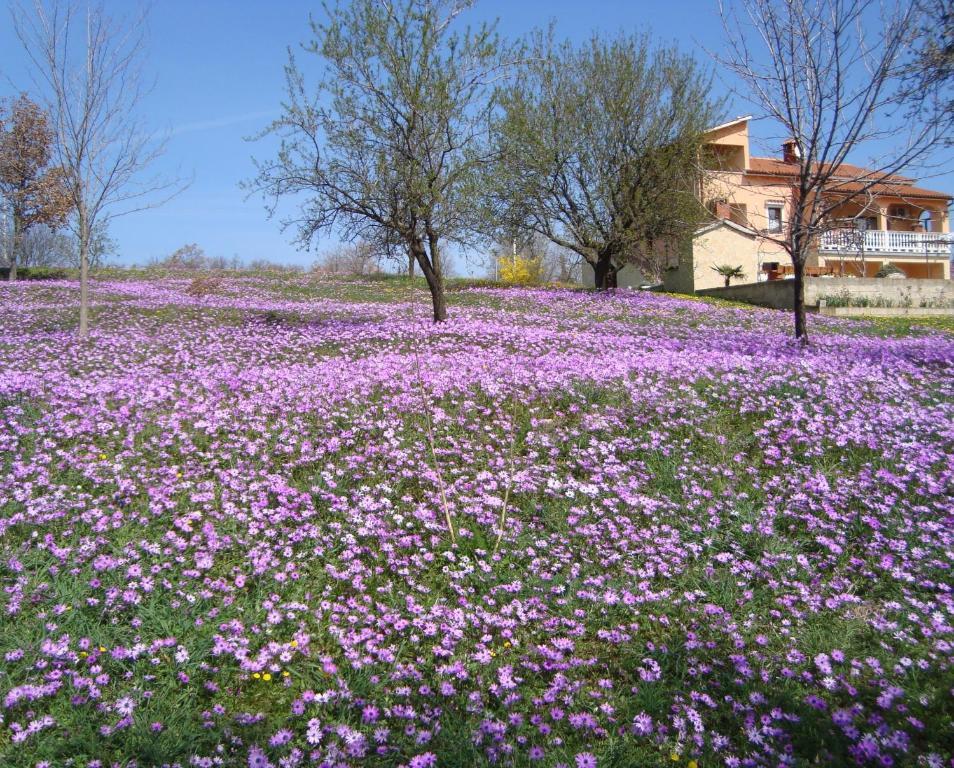 Apartments Alice Green Oasis - Poreč Quarto foto
